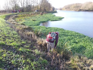 woekerwaterplanten